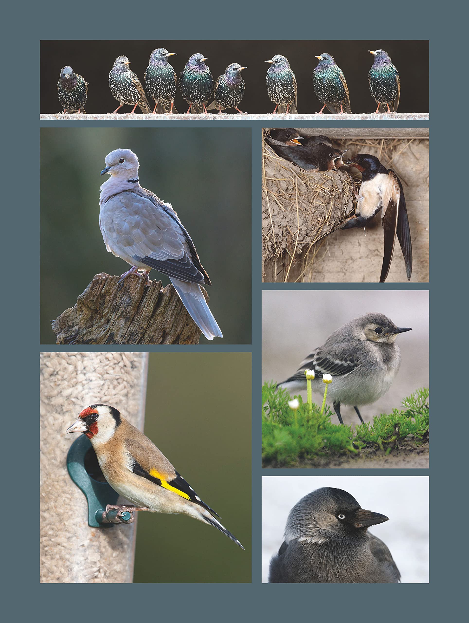 Le grand atlas des oiseaux: 150 espèces de toutes les régions de France