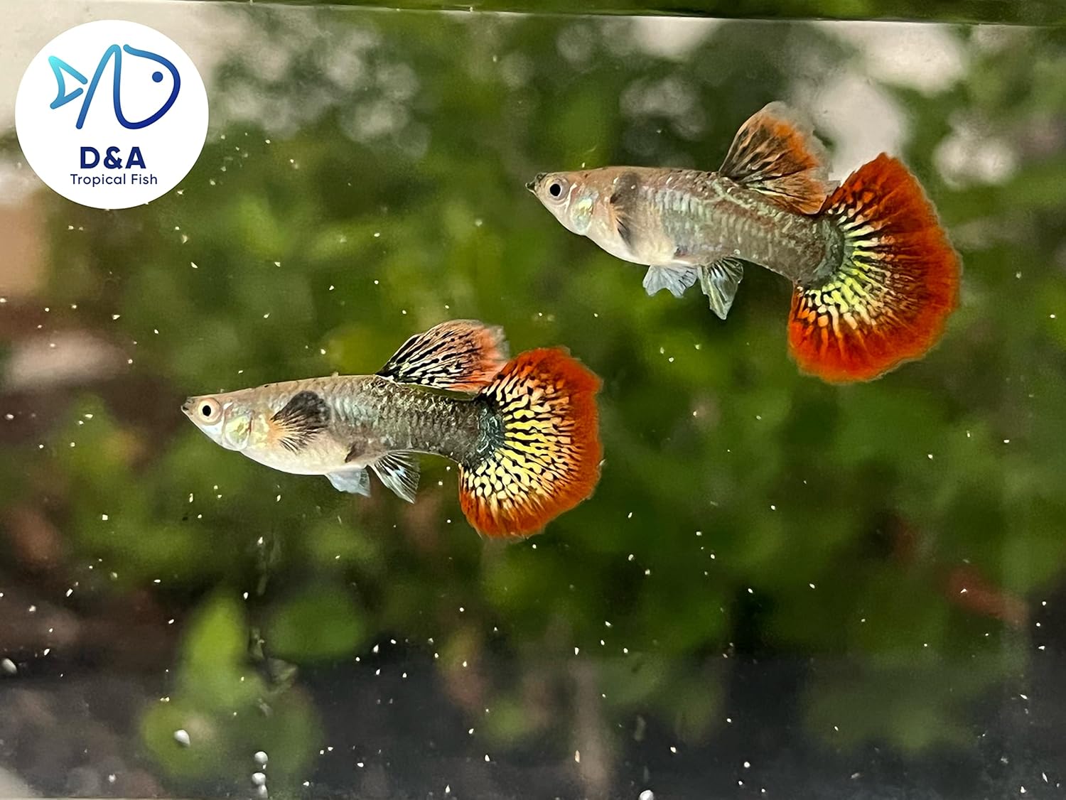 D&A Tropical Live Fish Red Dragon BDS Halfmoon Guppy Live Fish for Aquariums, Freshwater (1 Trio 1 Male, 2 Female)