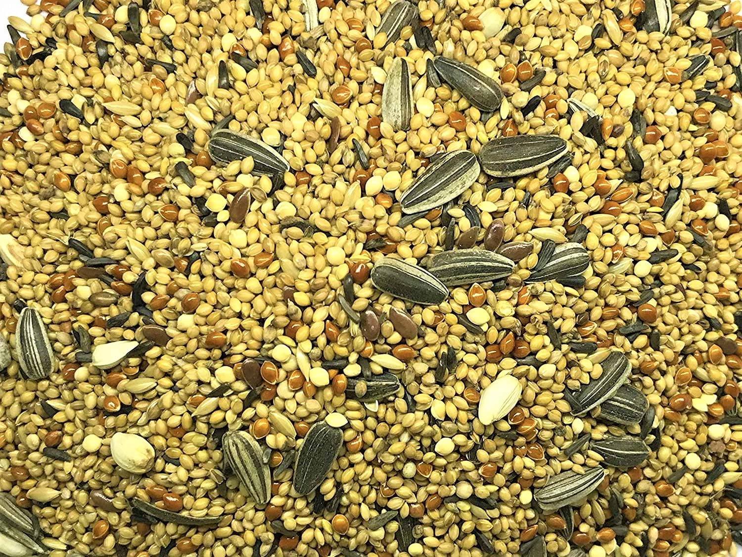 See full amazon price history chart for KOO Retails Small Bird Feeder 8-10 Type Mixed Seeds for Finches, Sparrow, Budgies, Lovebirds etc. 1kg KOO Retails Small Bird Feeder 8-10 Type Mixed Seeds for Finches, Sparrow, Budgies, Lovebirds etc. 1kg (B09NN4M12P) Amazon Price History, Amazon Price Tracker