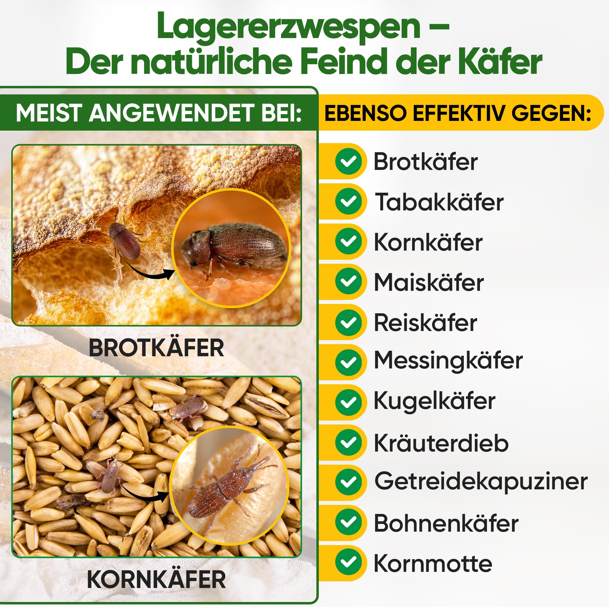 GREEN GUARDIA Lagererzwespen gegen Brotkäfer - 1 Röhrchen à 40 Nützlinge - effektiv Kornkäfer, Messingkäfer, Speckkäfer uvm. bekämpfen. Alternative zu Brotkäfer Falle und Kornkäfer Falle
