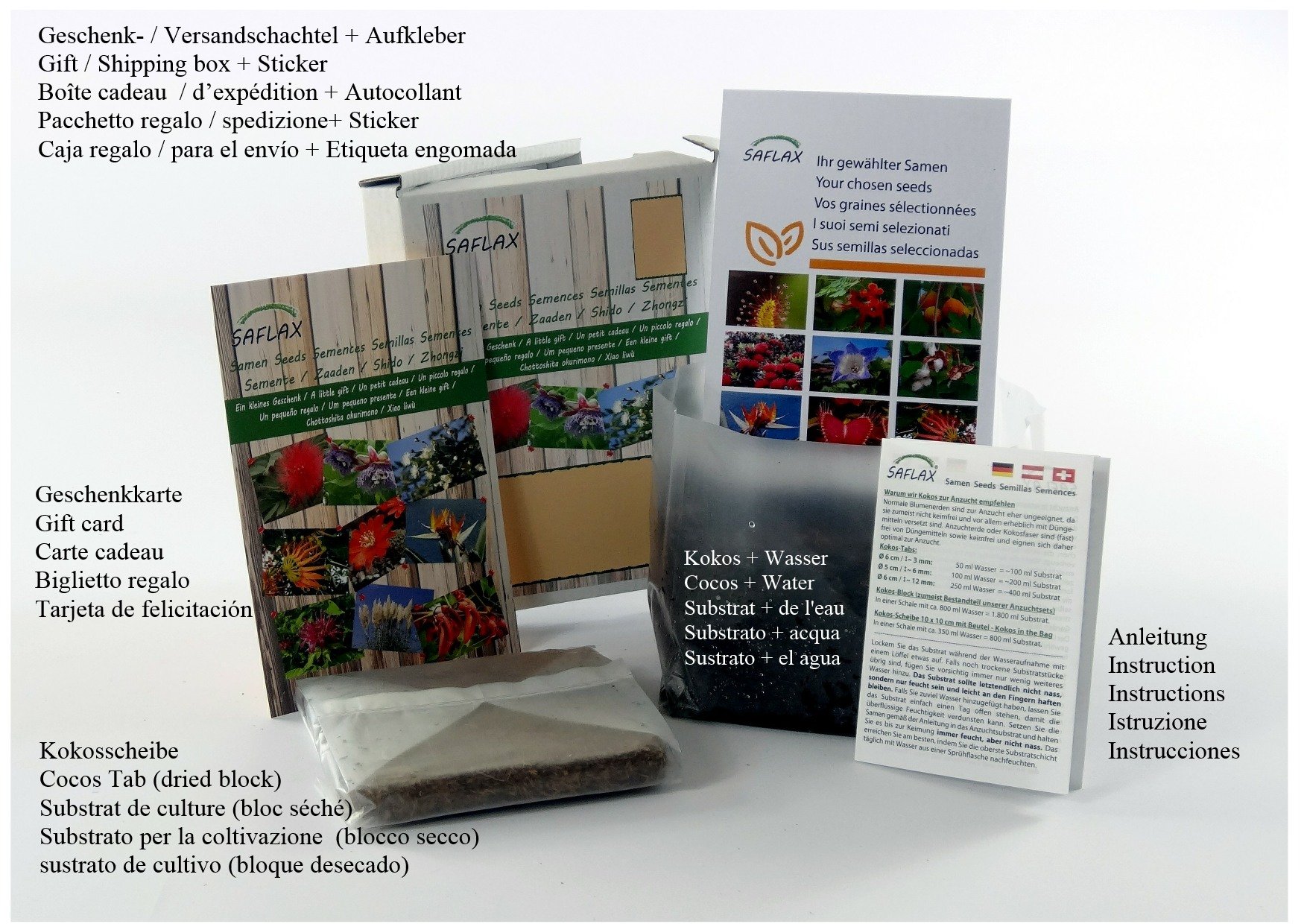 SAFLAX - Bio - Mniszek Lekarski - 400 Nasiona - Taraxacum officinale