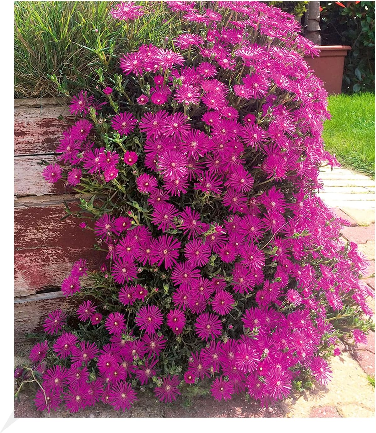 BALDUR Garten Delosperma "Cooperi", 3 Pflanzen winterharte Staude
