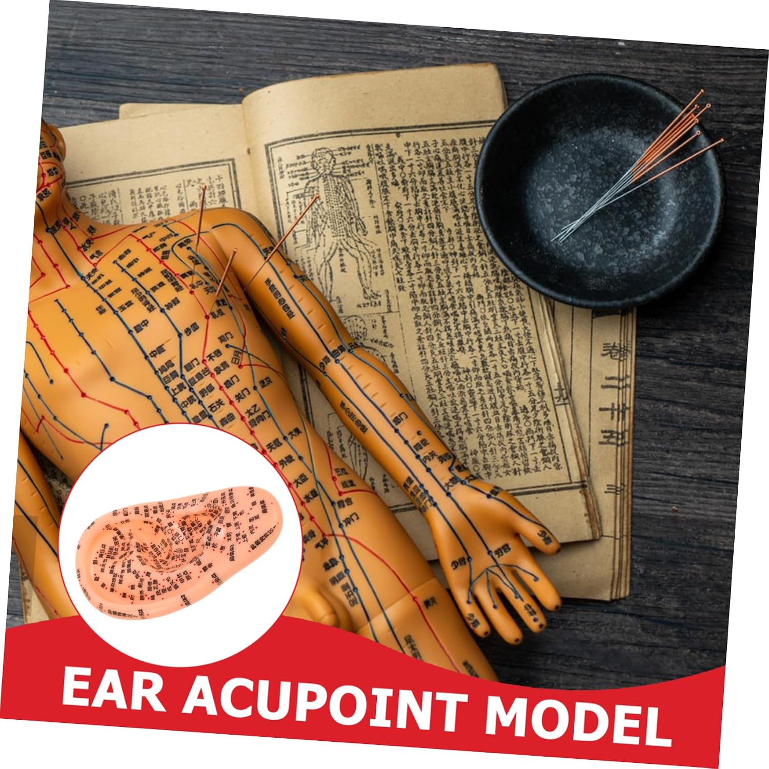 Chinese Medicine Ear Acupressure Model for Acupuncture Practice Ergonomic Design Multi-Acuity Display for Self-Massage and Study Purposes