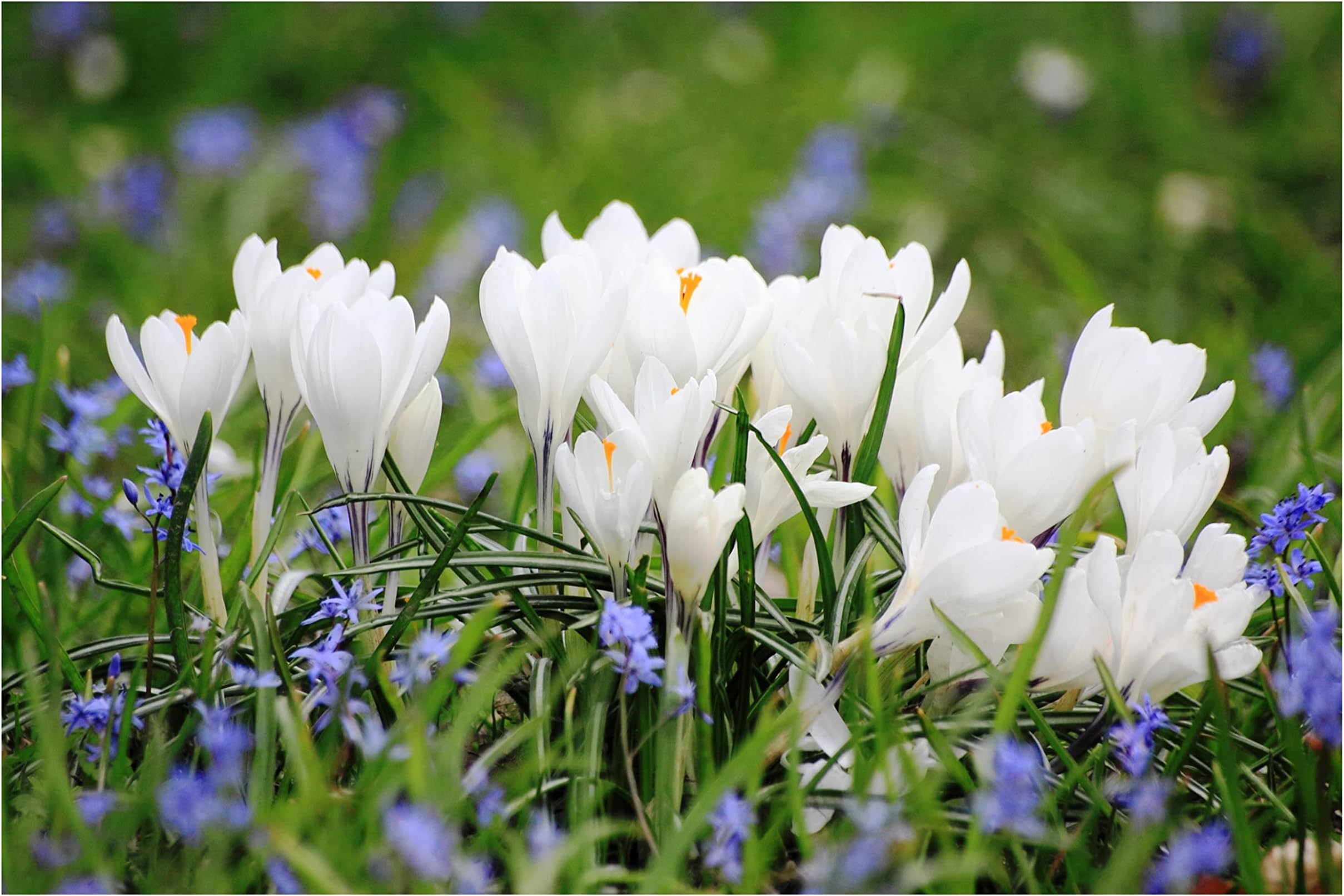 10x Crocus Joan of Arc Large Flowering Early Spring Bulbs Jeanne d'Arc White Flowers Ready for Planting Now Hardy Perennial Bee Friendly