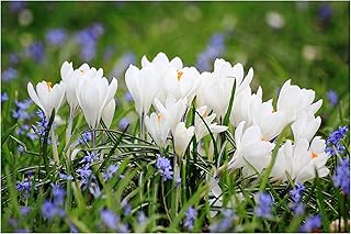 Oliwier's Bulbs 10x Crocus Joan of Arc Large Flowering Early Spring Bulbs Jeanne d'Arc White Flowers Ready for Planting Now Hardy Perennial Bee Friendly