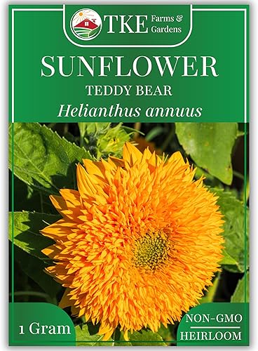 TKE Farms - Semillas de girasol de oso de peluche para plantar, 0.04 oz  30 semillas, Helianthus annuus, reliquia, sin OMG, cantidad 2