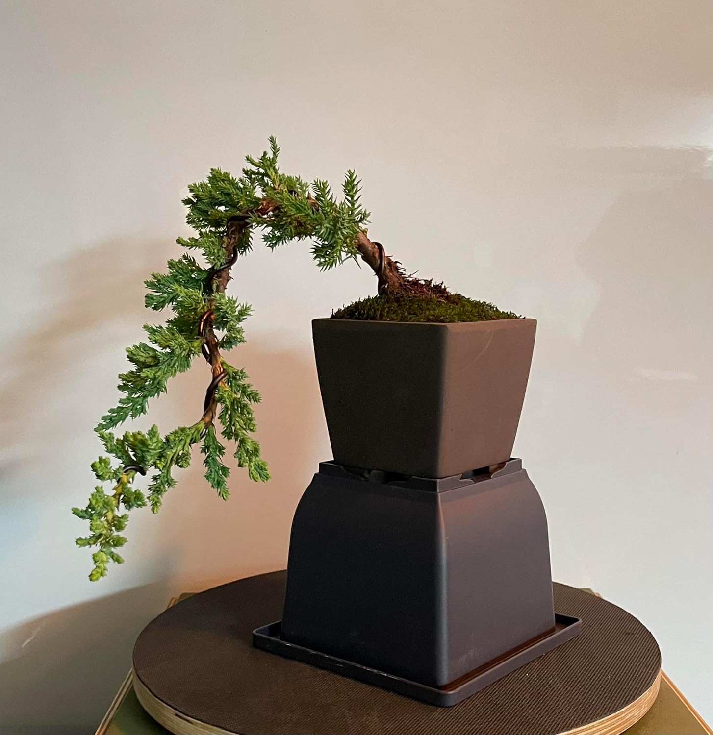 Live Healthy Juniper Bonsai Tree in Ceramic Pot with Care Instructions and Live Support