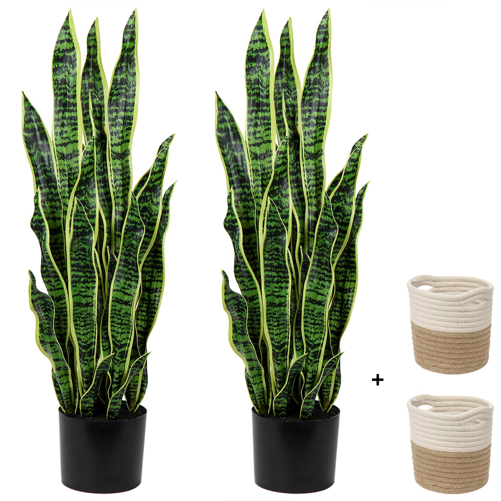 elephant foot succulent plant Elephants Foot Succulent