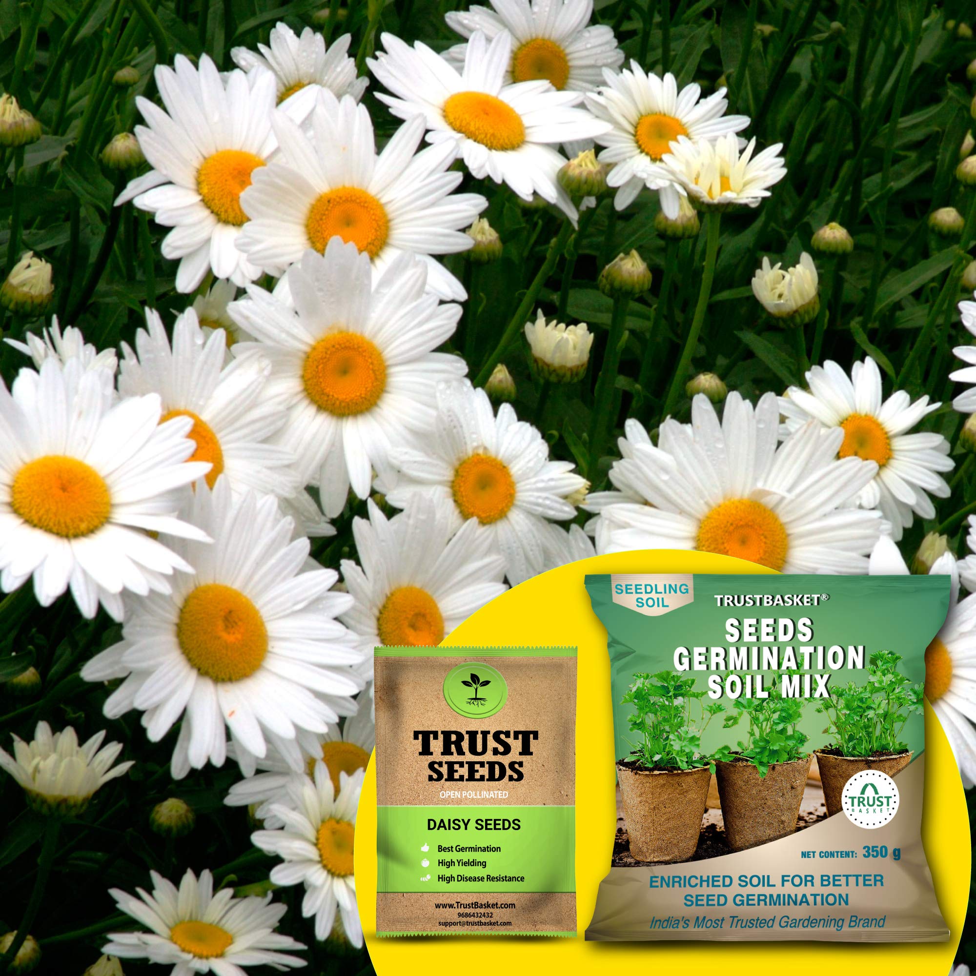 TrustBasket Daisy (OP/Desi) Seeds with Free Germination Potting Soil Mix