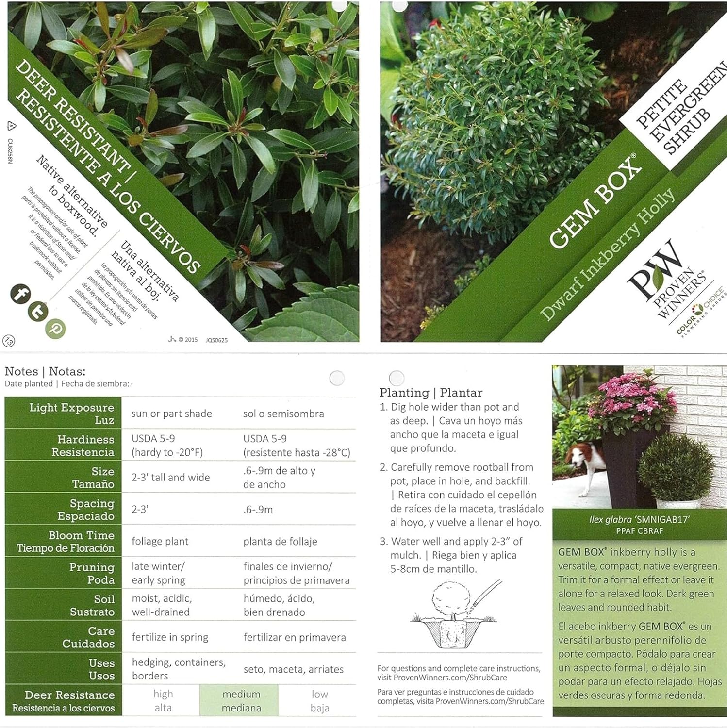 Proven Winners Gem Box Inkberry Holly (Ilex glabra) Live Plant, 4.5" Qt, 4 Pack