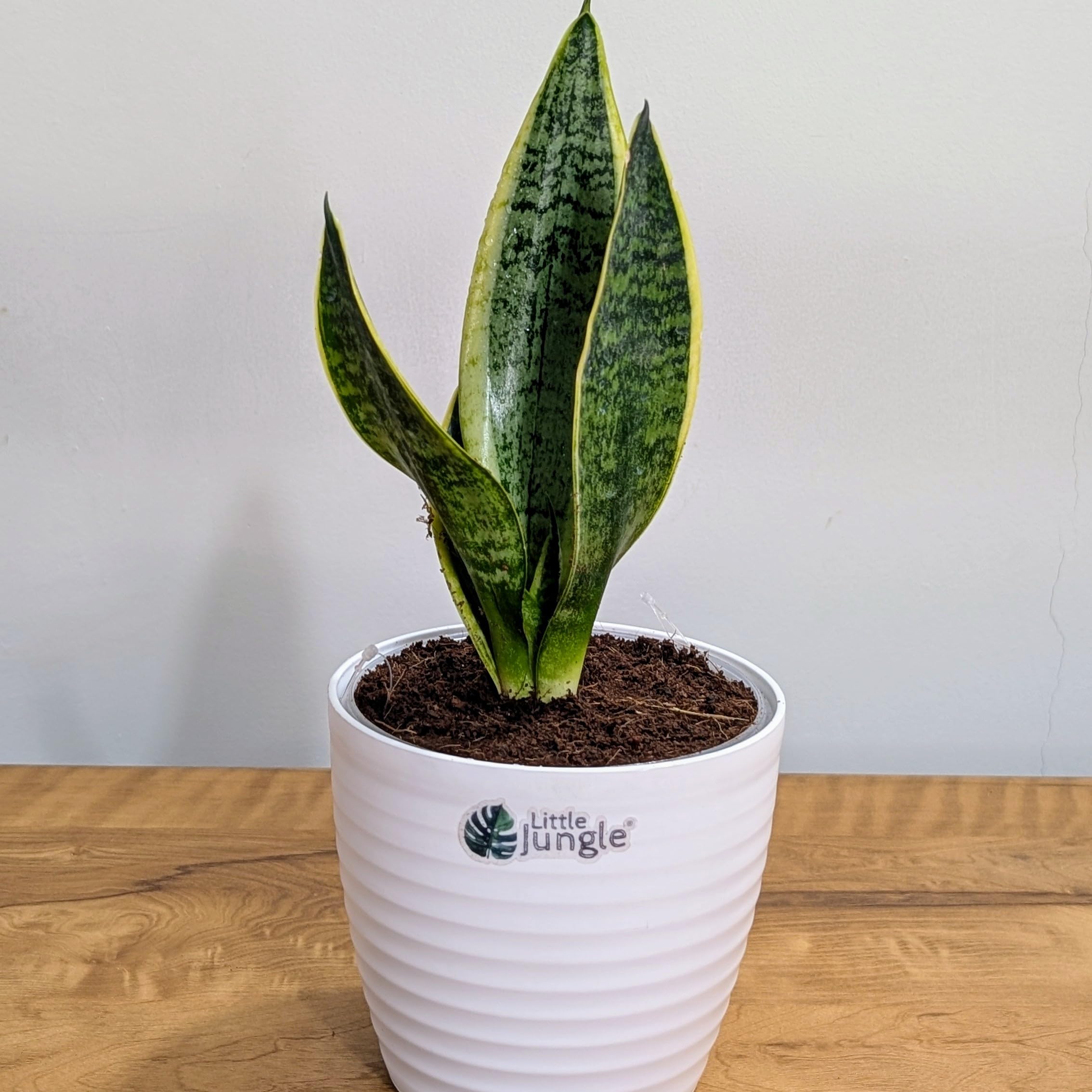 LittleJungle Sansevieria Laurentii - Live Plant with 5.5 Inches White Decor Pot | Indoor Plant For Home | Snake Plant | Live Plants Indoor | Live Plant With Pot For Home Decor | 3