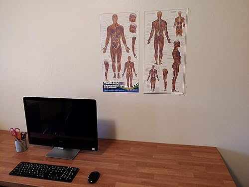 Dos mapas de anatomía de puntos gatillo  Póster de pared de oficina médica para referencia por terapeutas de masaje, fisioterapeutas,