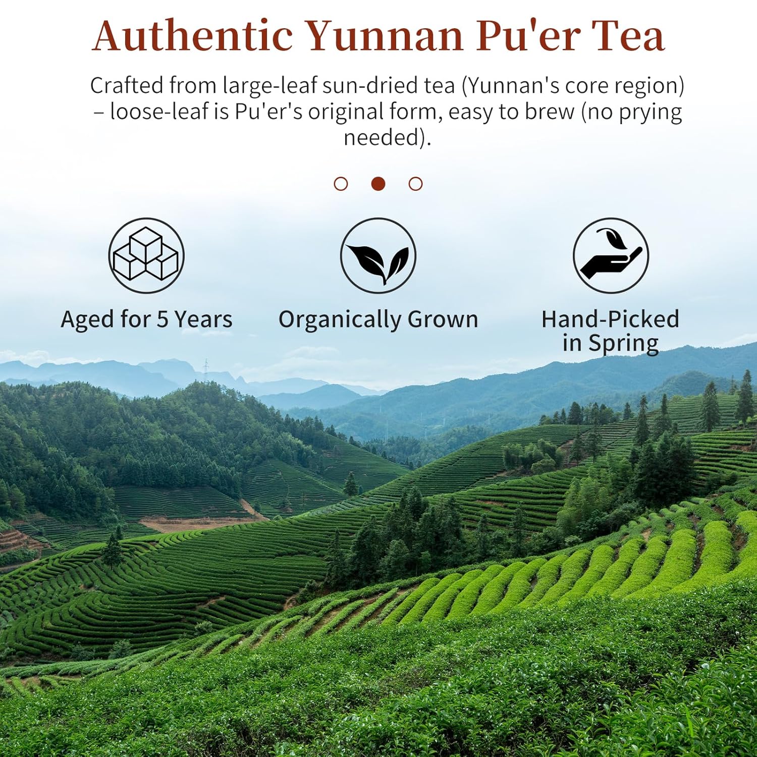 CHADUO Puerh Tea Loose Leaf Aged 5 Years Premium Yunnan Pu erh Ripe Puer Tea 7.05oz/200g Royal-Grade Aged Aroma & Jujube Fragrance 普洱茶 普洱散茶 宫廷普洱茶 云南勐海 - Image 2