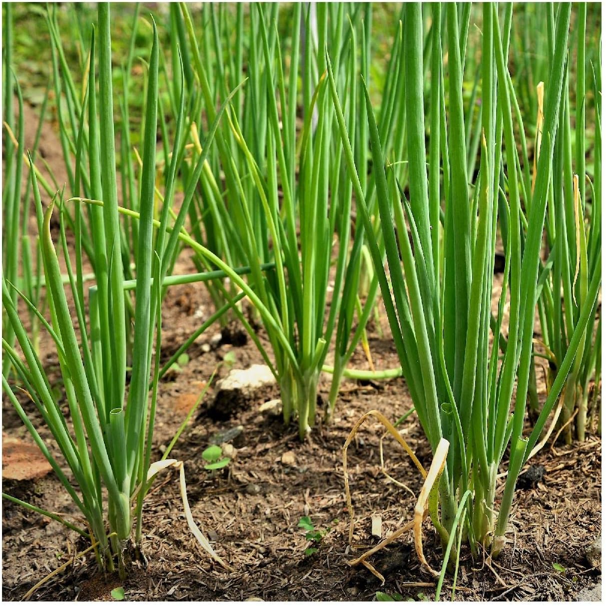 Everwilde Farms - 1 Lb Chives Herb Seeds - Gold Vault