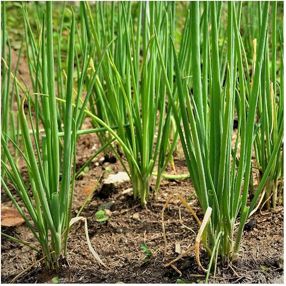 Everwilde Farms - 1 Oz Chives Herb Seeds - Gold Vault