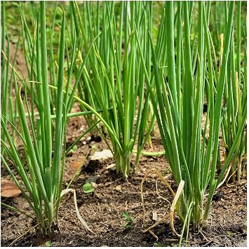 Everwilde Farms - 1 Oz Chives Herb Seeds - Gold Vault
