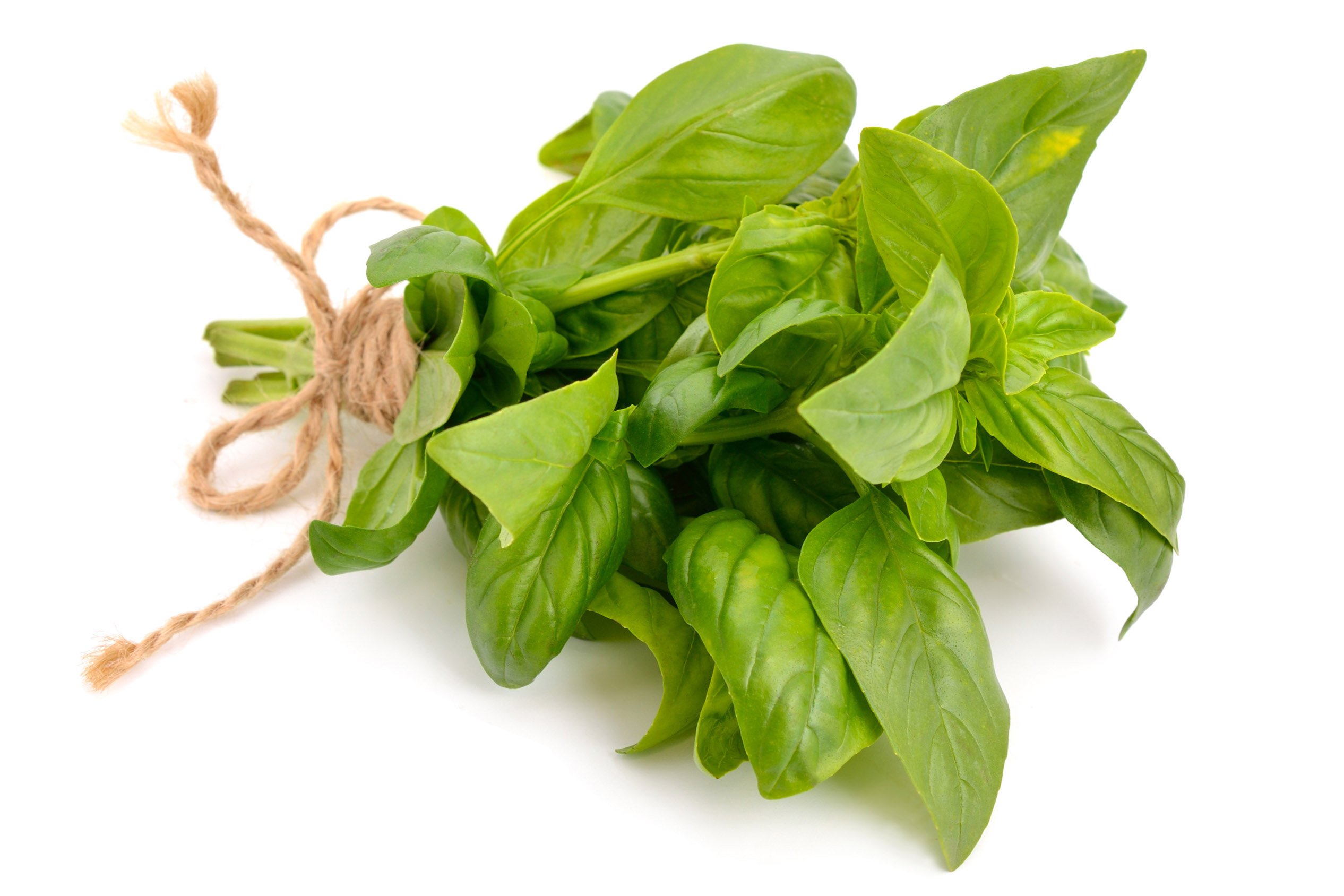 Basilico, foglie di basilico ridotte ai germi. Qualità superiore in Egitto. Secchio in PP da 4,5 kg