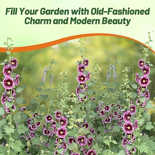 Miniatura 5 de Outsidepride Alcea Rosea Crème do Cassis Hollyhock Jardín Plantas de vid trepadoras - 25 semillas