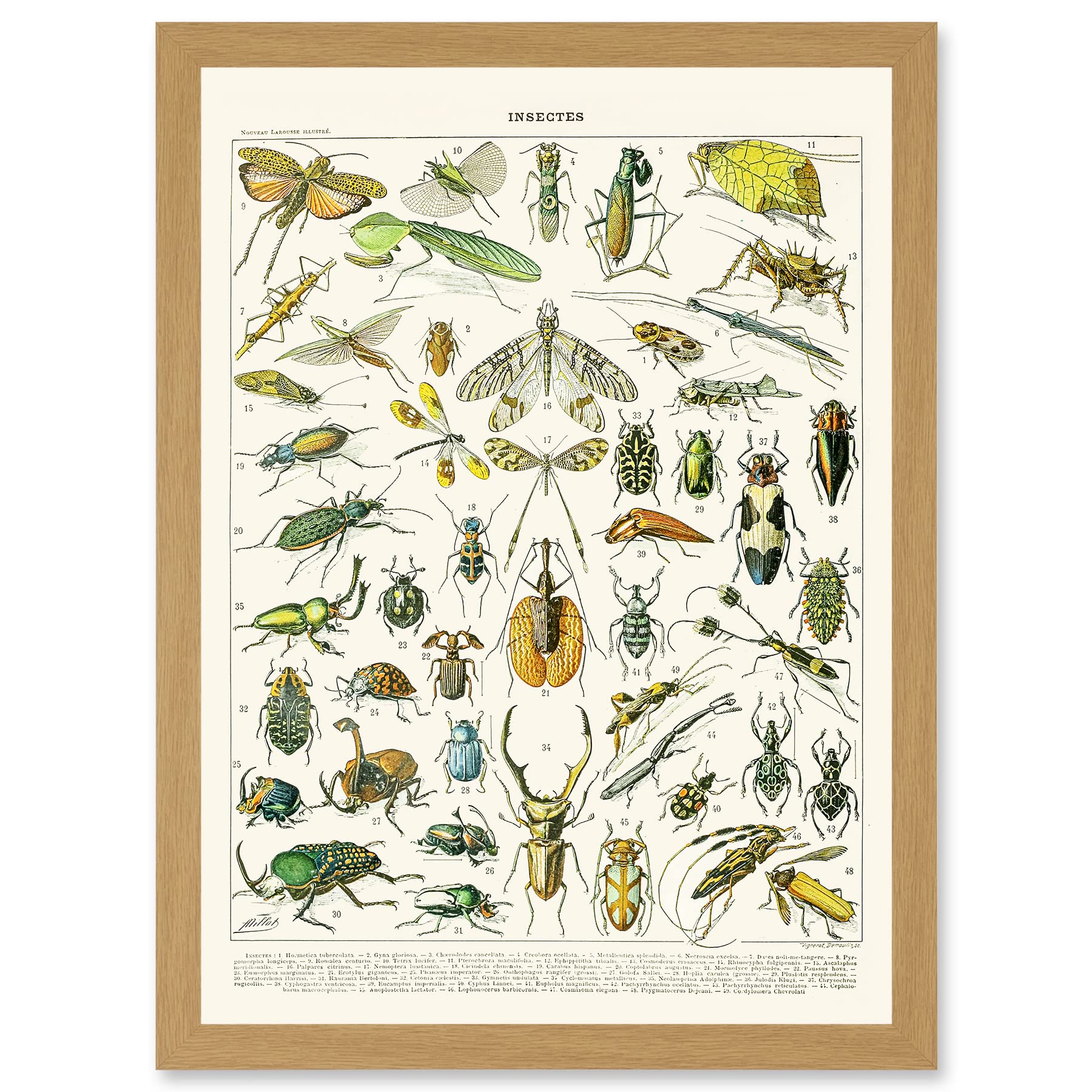Millot Encyclopedia Flying Insects Beetles Framed Wall Art Print - Vintage Nature Artwork - A4 Size - Light Oak Frame