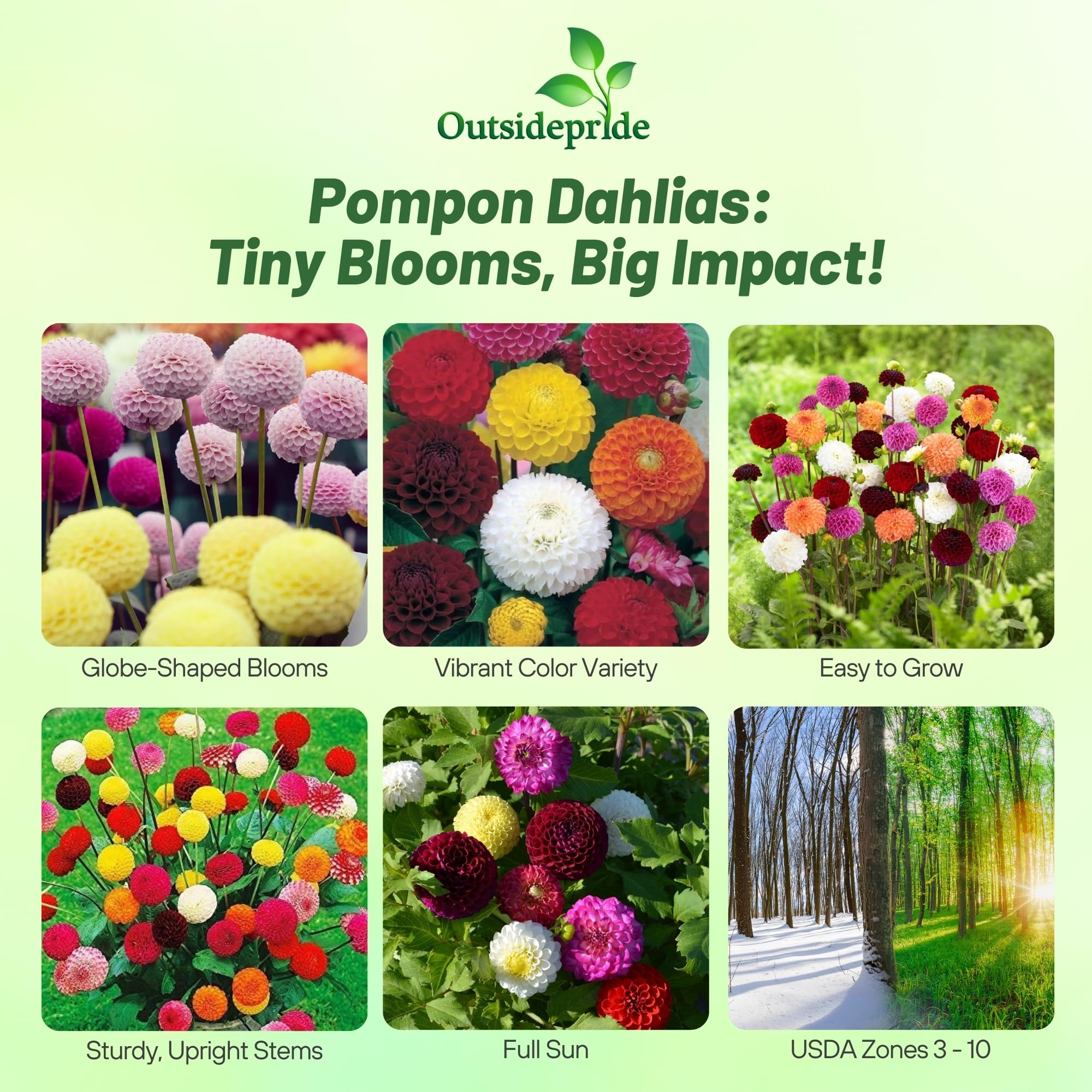 Amazon.com : Outsidepride Pompon Dahlia Seeds for Planting - 500 Pcs  Annual, Easy to Grow, Season-Long Flower Seeds with Colorful Blooms for  Containers, Pots, Borders, & Gardens, Suitable as Cut Flower :