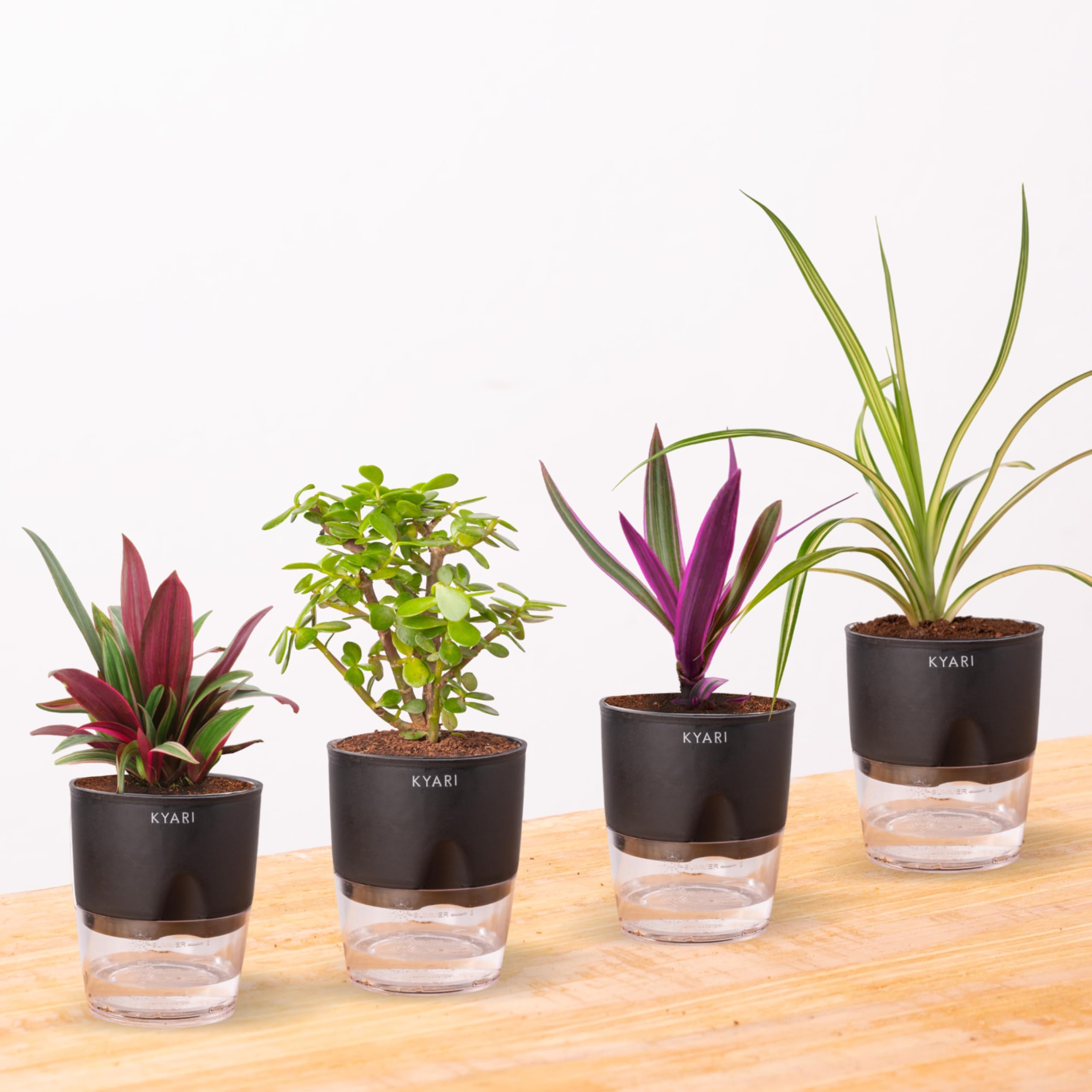 Kyari Indoor Plants for Home Decor Combo of 4 with Black Self Watering Pot Jade Plant, Spide Plant, Oyster Plant, Rhoeo - Small 4 inch