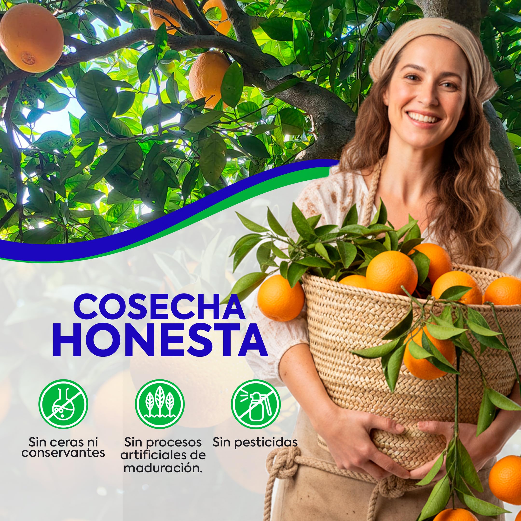 Naranjas de Valéncia directas del árbol recién recolectadas - del árbol a tu mesa sin tratamientos post cosecha - cajas de 5, 9, 15 y 19kg - fruta natural valenciana - naranja de mesa (9KG)