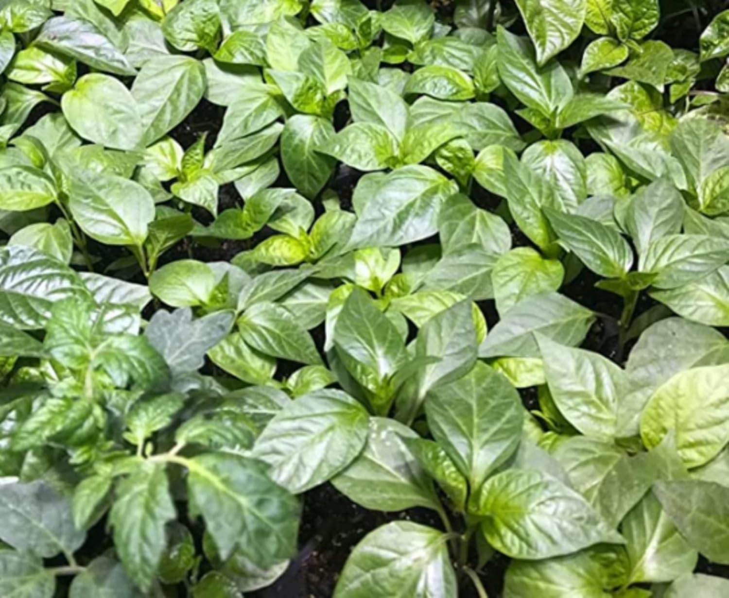 Chocolate Habanero Chili Plant Three (3) Live Plants Each 75 Days Old Not in Pots - Super Hot Pepper for Planting in Your Organic Garden