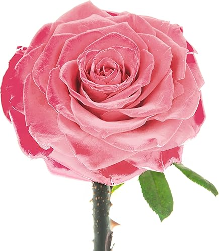 Miniatura 8 de LOVAPPY Rosa Preservada para Siempre  Rosa Eterna en Cúpula de Cristal  Rosa de la Bella y la Bestia para Mamá  Flores Frescas para Entrega Prime