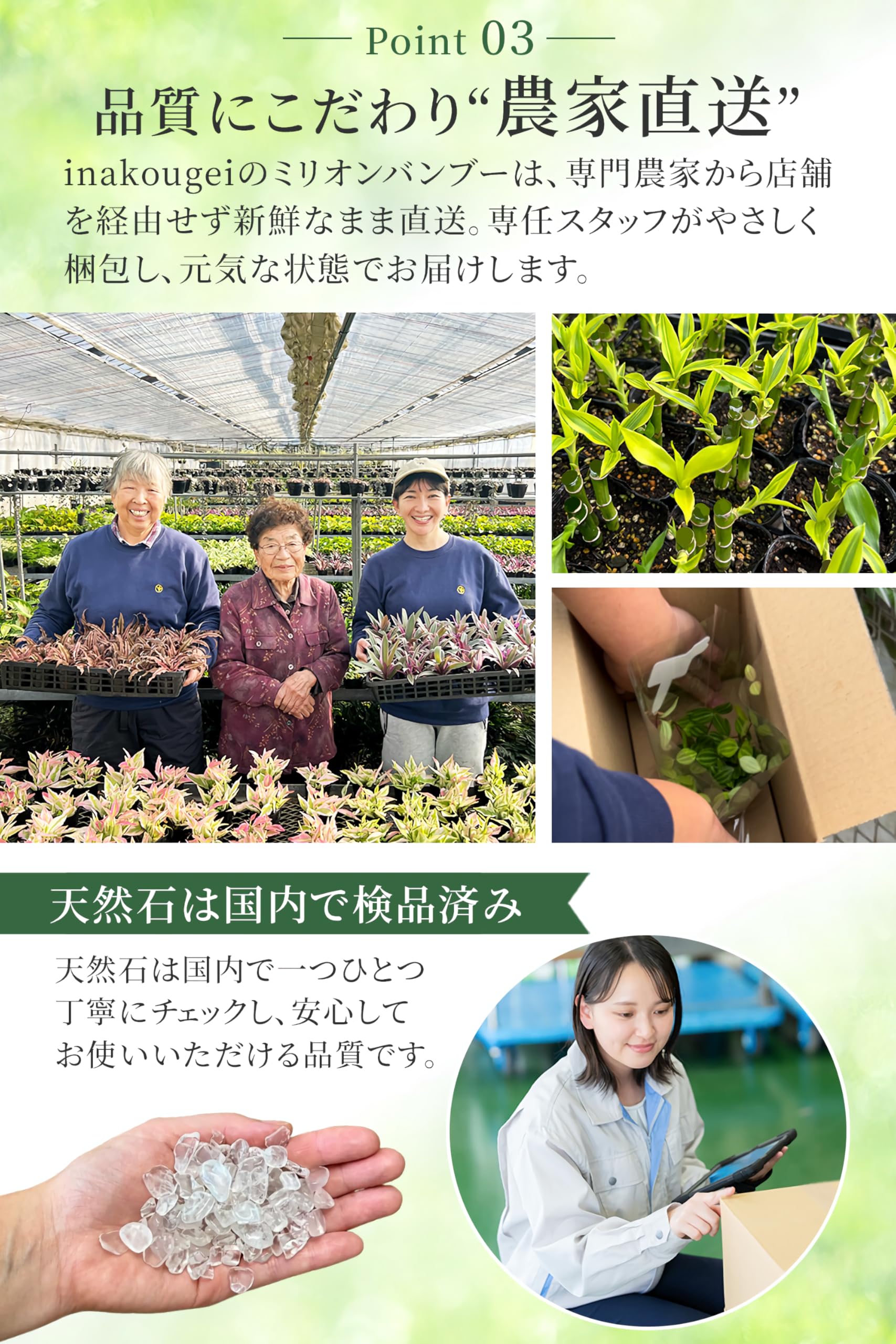 Amazon.co.jp: inakougei（イナコウゲイ） ミリオンバンブー 観葉植物