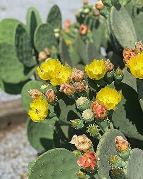 Amazon.com : Creation Cultivated - Live 