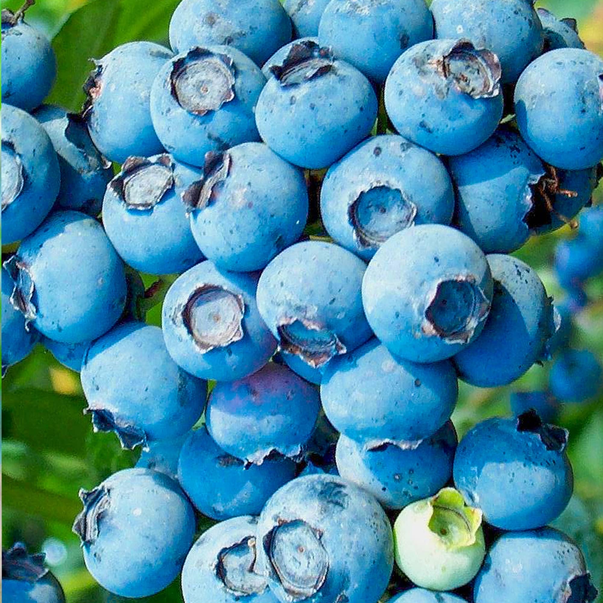 Topf-Heidelbeere Blaubeeren Pflanze Chandler 1 Pflanze, DIE GRÖSSTEN FRÜCHTE, Vaccinium corymbosum reichtragend Heidelbeere für Töpfe & Kübel, Heidelbeere für Balkon, Terrasse oder Garten, Winterhart