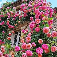 Vista 1 de Semillas de rosas trepadoras para plantar, más de 300 semillas de rosas trepadoras híbridas sin OMG