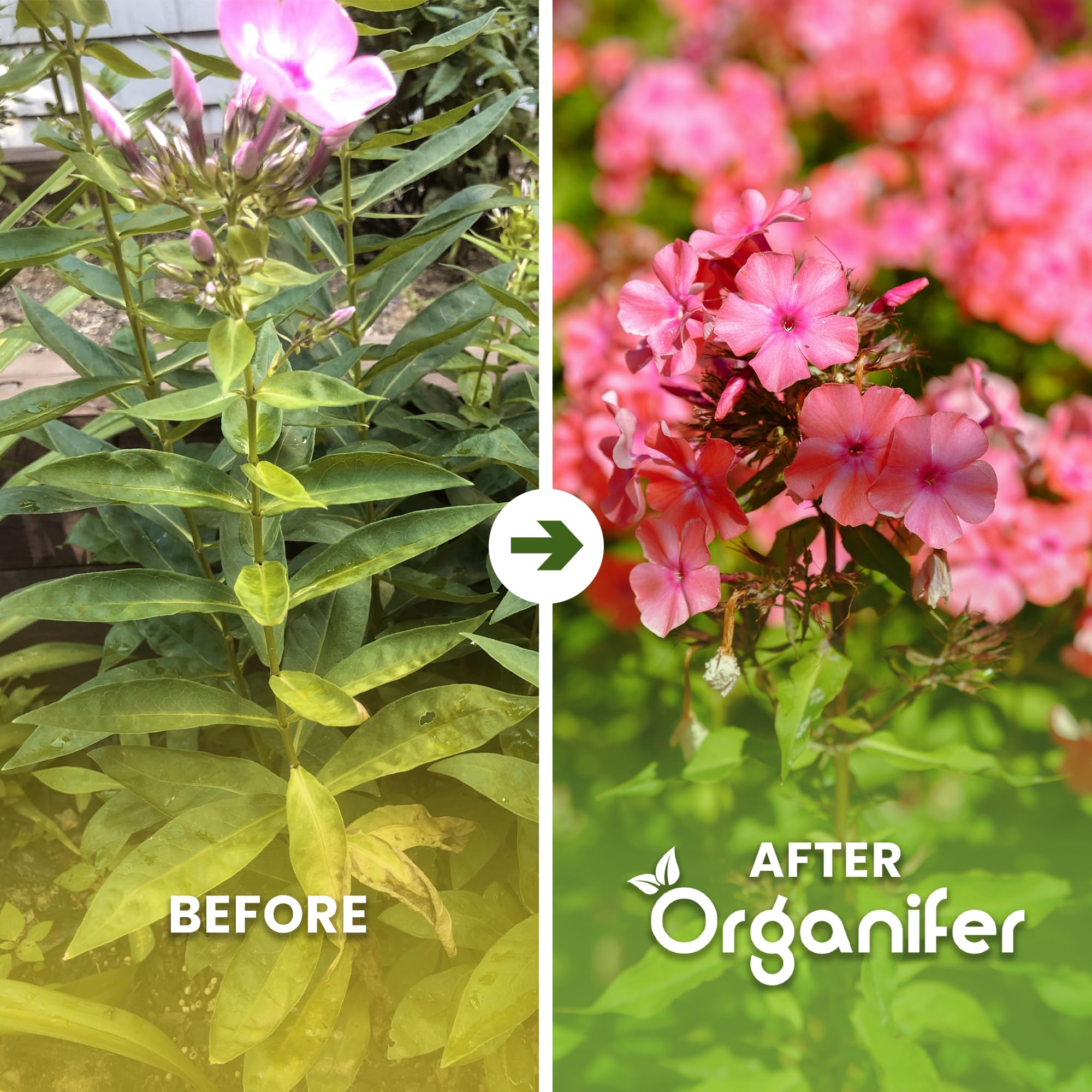 Phlox Nawóz Organiczny Do Kwiatów - 3x1L - NPK 2-1-8 | Zdrowe Liście - Silne Korzenie I Wysoka Plonność - Organifer