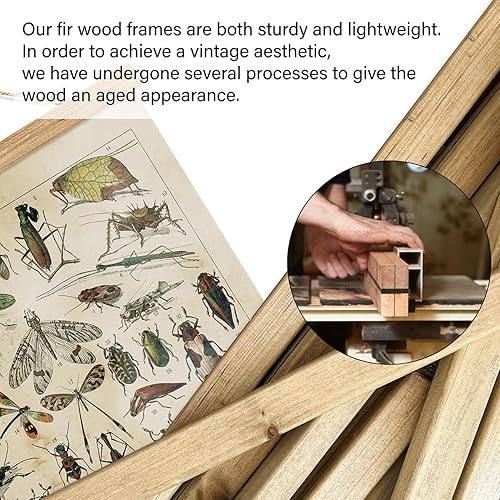 Miniatura 31 de XIAOAIKA Póster de botánica vintage con marco de madera, tabla de plantas venenosas antiguas, arte educativo botánico con especies peligrosas, 1