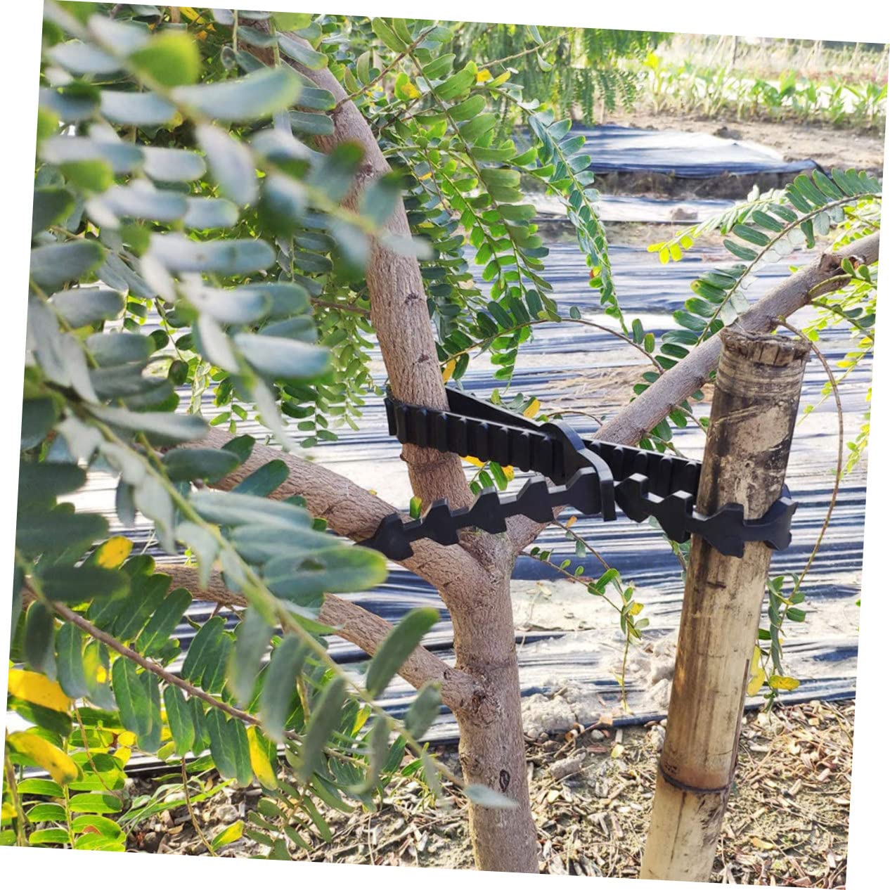ibasenice Baumbindegurte Gartenbaumbinder 10 Stück Verstellbar Astgurt Gummi Verschlussband Uv Beständig Wiederverwendbar Für Obstbaum Stabil Und Pflanzenschonend