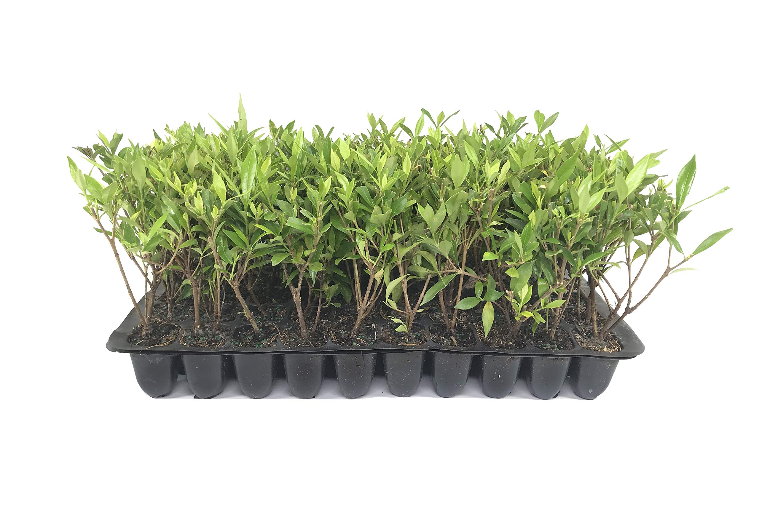 Amazon.com : Frostproof | 3 Live Plants | Gardenia Jasminoides