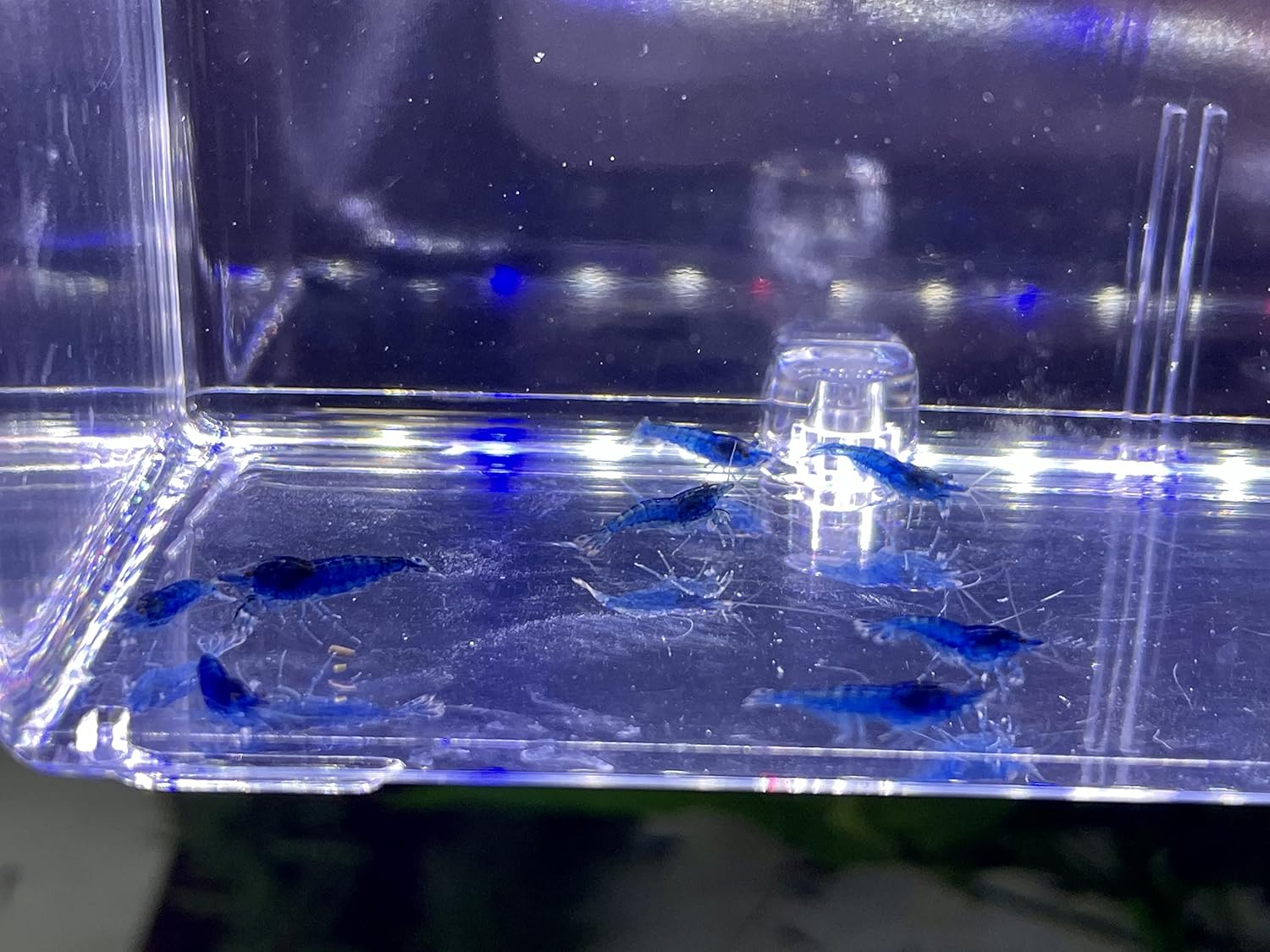 Jungleaquashrimp Blue Dream Shrimps Live Freshwater Shrimp Aquarium Neocaridina Inverts RCS (10 Shrimps (+2))