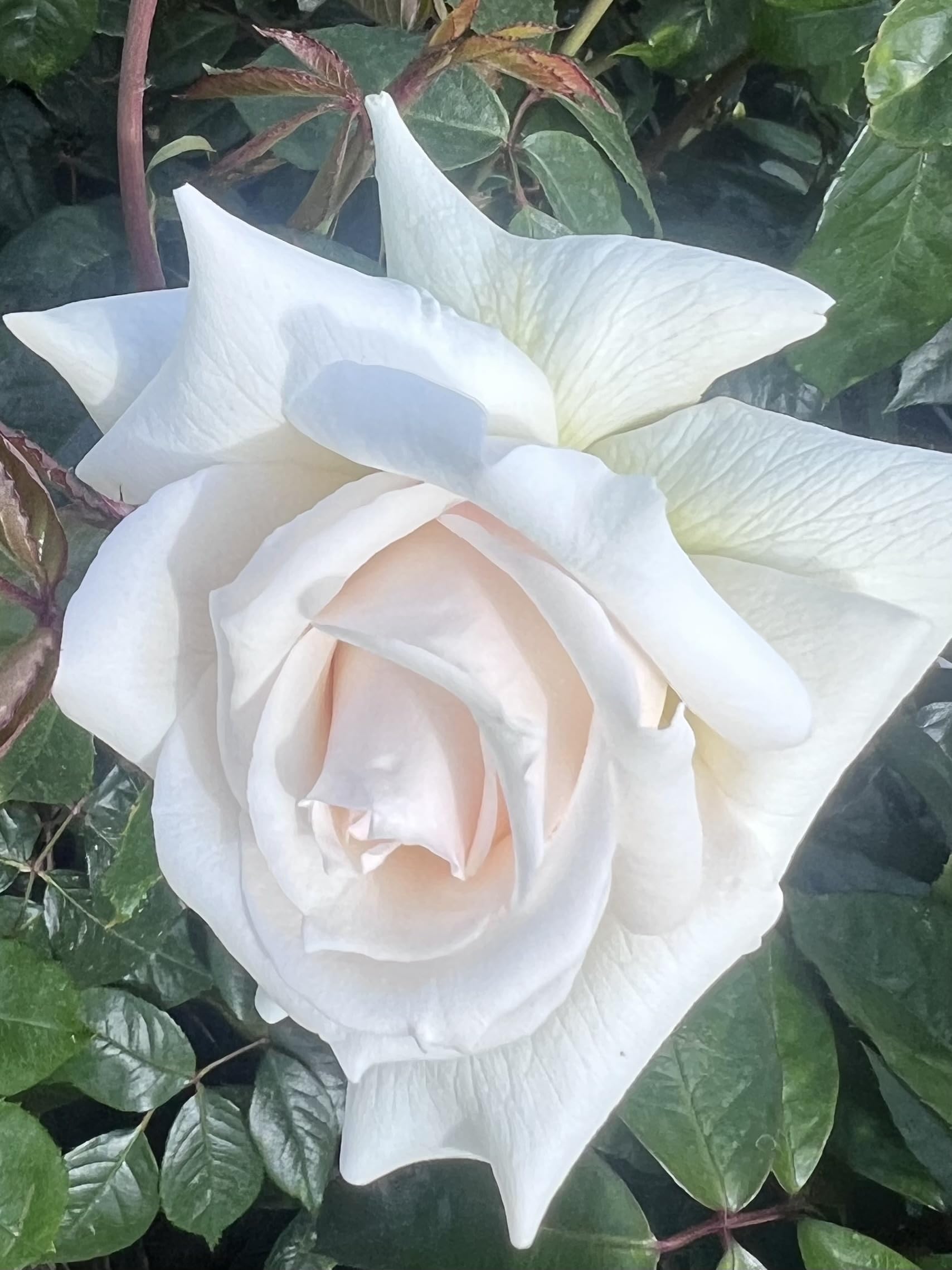 ‘Bethany’ – Creamy White to Peach Rose – 4L Potted