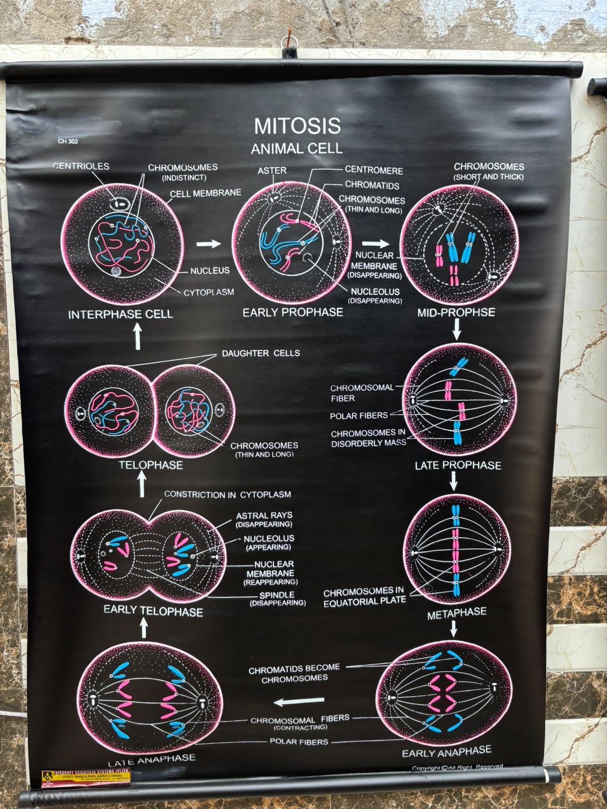 biocrafts rexine biology chart — animal cell mitosis | 70x100 cm | school wall chart