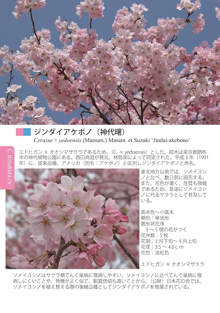 桜樹学・桜の世界3 栽培品種編Ⅱ（エドヒガン他栽培品種と荒川