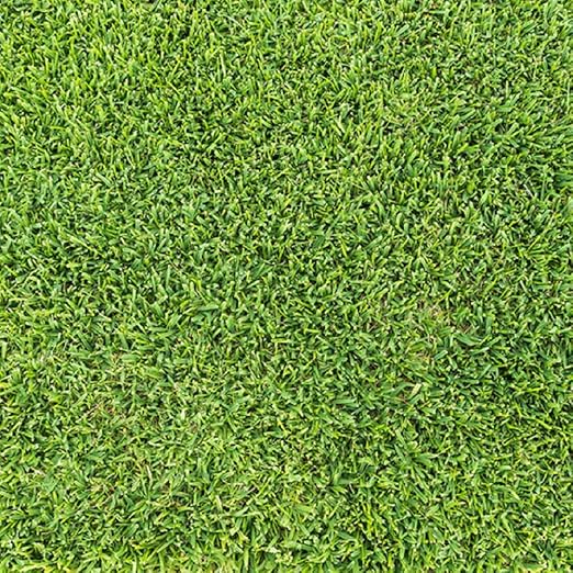 AllThatGrows Sudan Grass Seeds, FastGrowing Drought Tolerance