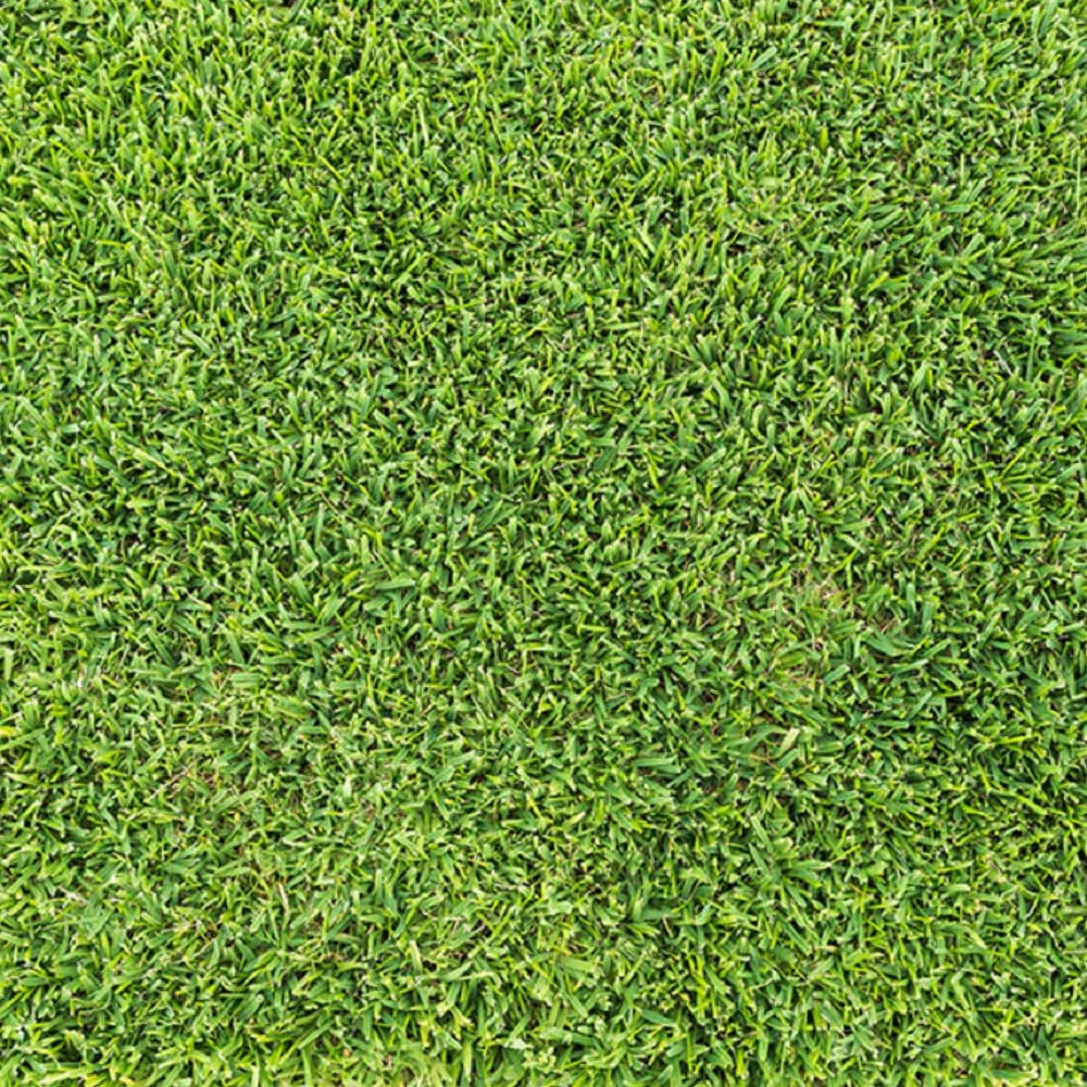 See full amazon price history chart for AllThatGrows Sorghum Sudan Grass Seeds, Fast-Growing Drought Tolerance Home Lawn Garden Grass Seeds AllThatGrows Sorghum Sudan Grass Seeds, Fast-Growing Drought Tolerance Home Lawn Garden Grass Seeds (B0C4995WPW) Amazon Price History, Amazon Price Tracker