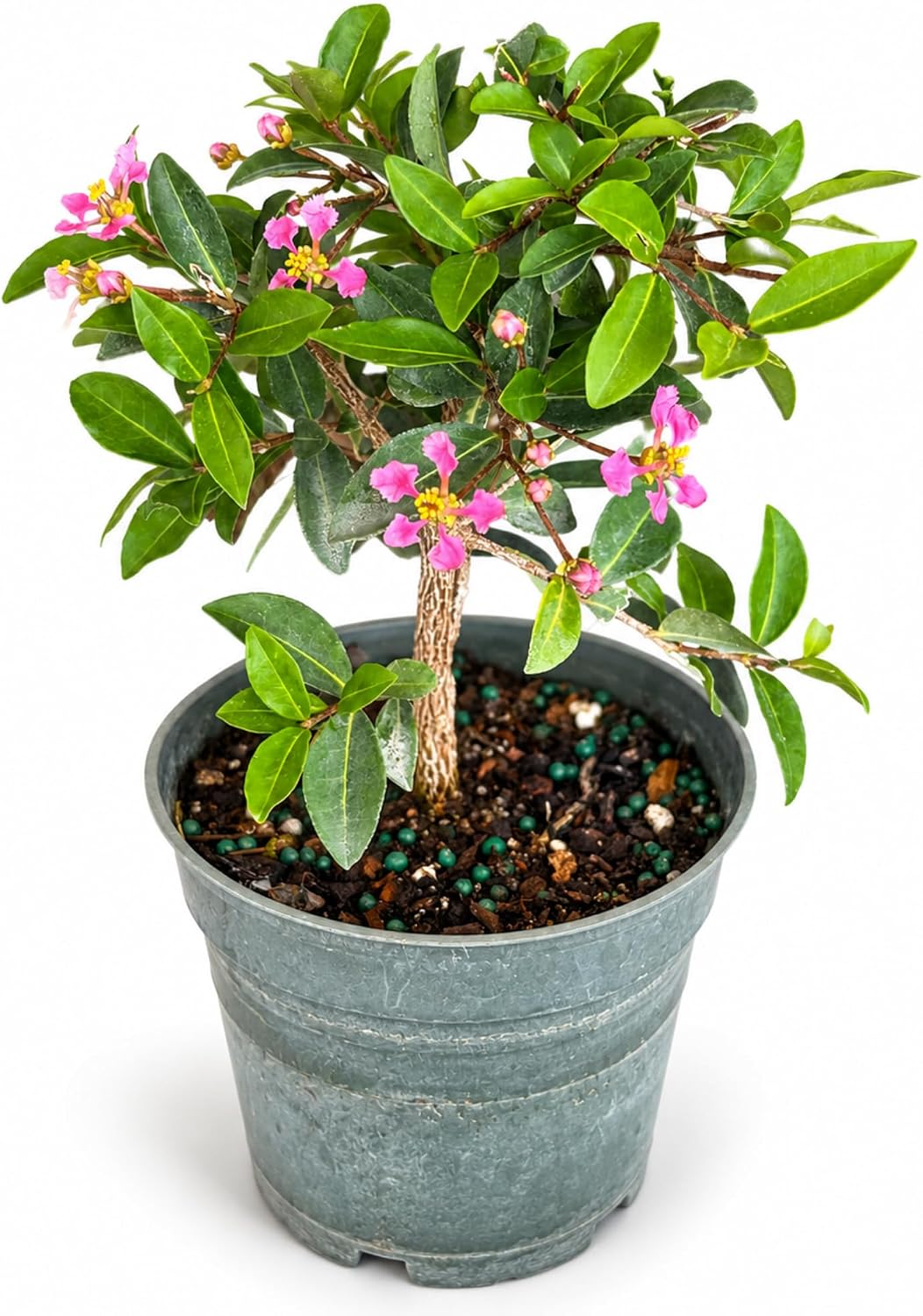 Barbados Cherry Bonsai Tree live plant