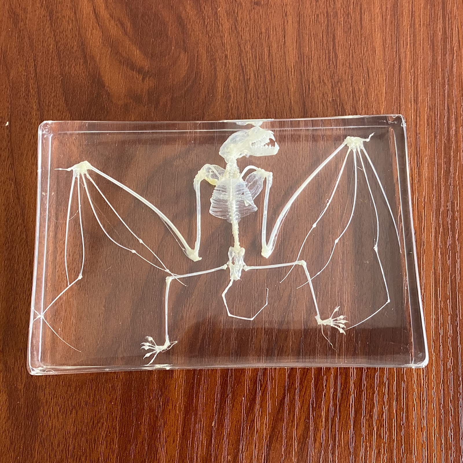 Espécimen de Esqueleto de murciélago Taxidermia en Bloques de acrílico Espécimen de pisapapeles para educación científica, 5 x 3.5 x 1.2 Pulgadas