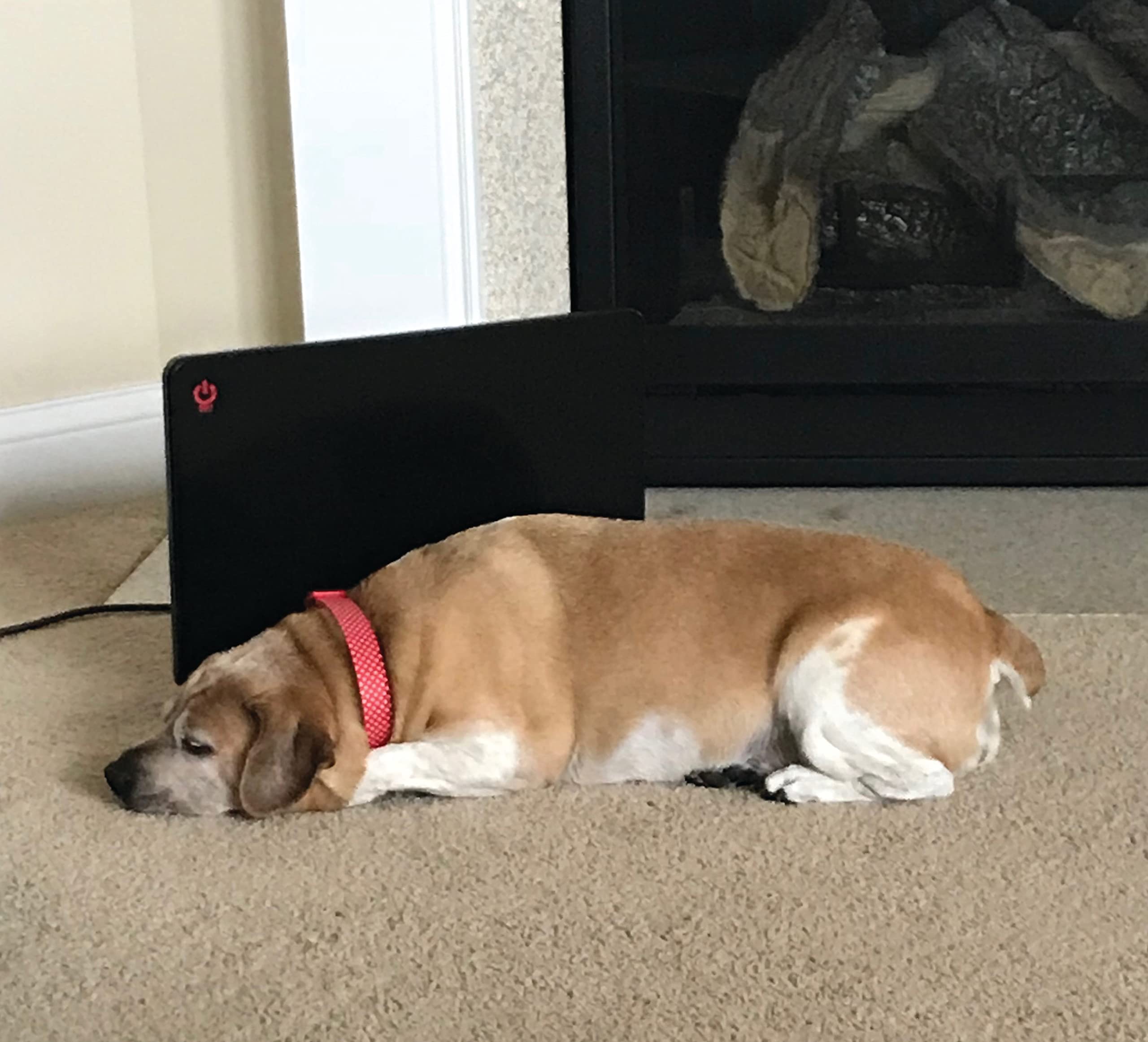 Amazon.com: Cozy Products Cozy Pet Warmer 200 Watt Compact Panel Heater -  Safe for Cats and Dogs, Energy Efficient, Eco-Friendly, 19 x 13 x ⅝ Inches,  5 lbs. : Pet Supplies