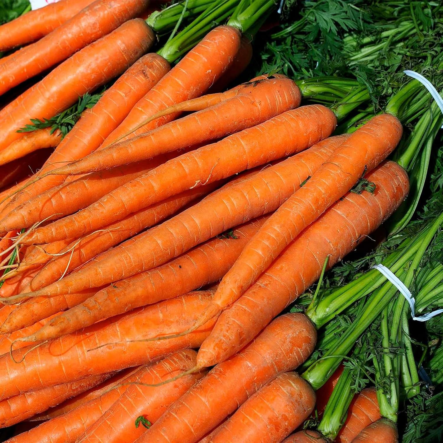 Imperator 58 Carrot Seed - 1 Lb ~320,000 Seeds - Non-GMO, Heirloom Vegetable Garden Seeds - AAS Winner - Gardening