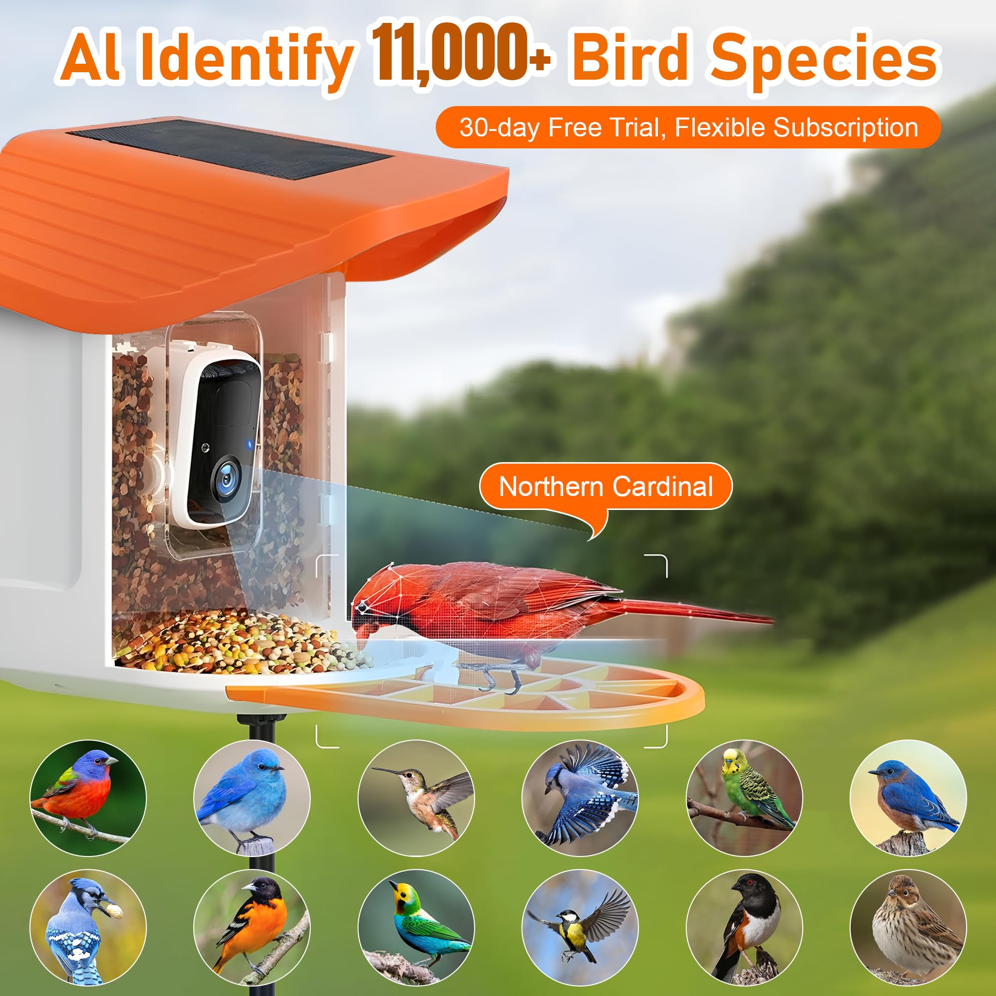 Comedero solar para pájaros con cámara de 145° de ancho 2K QHD, visión nocturna, aplicación – Comederos de pájaros colgantes exteriores con más de 11.000 especies de reconocimiento de especies de IA