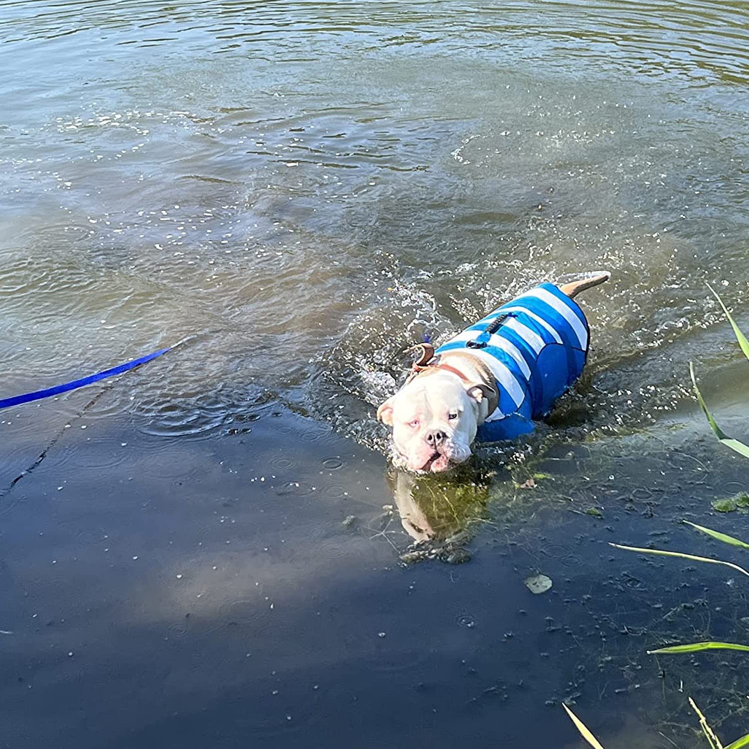 Chaleco Salvavidas para Perros, Chalecos de flotación Chaleco de Seguridad Ajustable para Mascotas con Asa & Banda Reflectante, Abrigo para Natación Flotante Duradero bolsa de aire para Nadar, Surf, Navegar