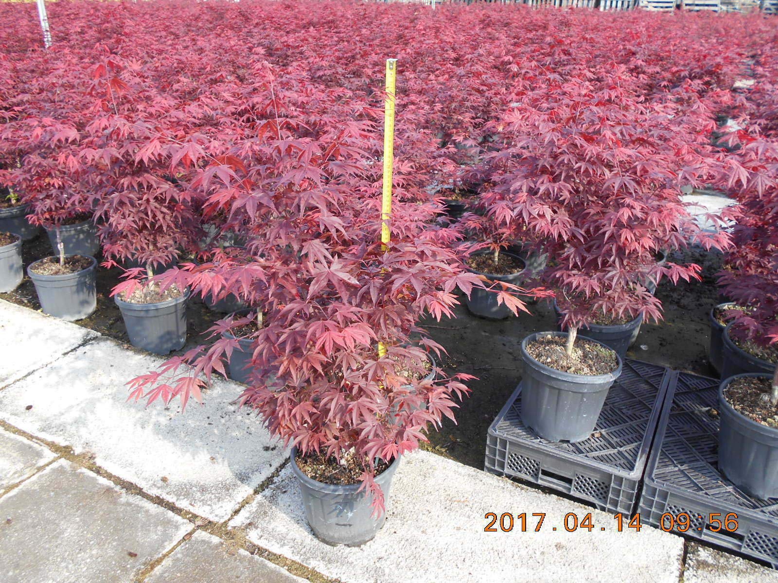 Acero rosso giapponese "Acero palmatum Fireglow" FG1 pianta in vaso ø26 h.150/200 cm Vivaio di Castelletto