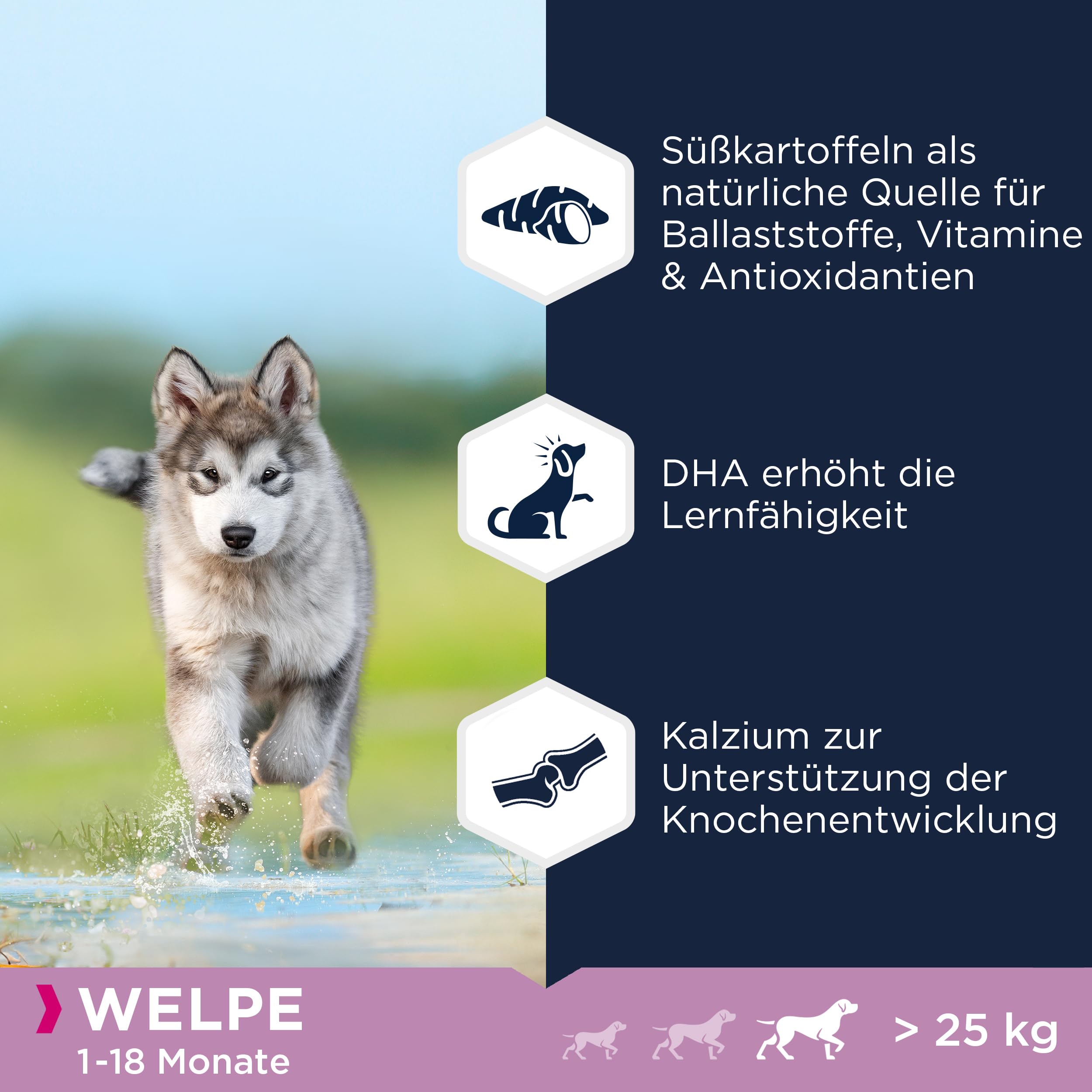 Eukanuba Welpenfutter getreidefrei mit Lamm für große Rassen - Trockenfutter ohne Getreide für Junior Hunde, 12 kg